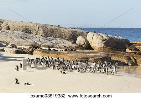 "African Penguins (Spheniscus demersus), many coming back from the sea, sand beach, Boulders Beach, Western Cape, South Africa, Africa" View Large Photo Image Stock Image - "African Penguins (Spheniscus demersus), many coming back from the sea, sand beach, Boulders Beach, Western Cape, South Africa, Africa". Fotosearch