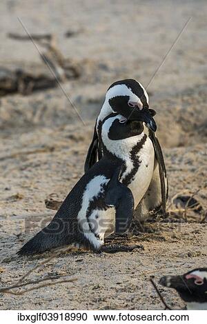 "African Penguins (Spheniscus demersus), couple caressing each other, Boulders Beach, Simon's Town, Western Cape, South Africa, Africa" View Large Photo Image Stock Image - "African Penguins (Spheniscus demersus), couple caressing each other, Boulders Beach, Simon's Town, Western Cape, South Africa, Africa". Fotosearch