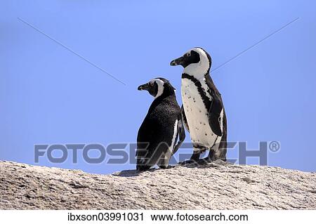 "African Penguins (Spheniscus demersus), pair on rocks, Boulders Beach, Simon's Town, Western Cape, South Africa, Africa" View Large Photo Image Stock Image - "African Penguins (Spheniscus demersus), pair on rocks, Boulders Beach, Simon's Town, Western Cape, South Africa, Africa". Fotosearch