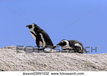"African Penguins (Spheniscus demersus), pair on rocks, Boulders Beach, Simon's Town, Western Cape, South Africa, Africa" View Large Photo Image Stock Image - "African Penguins (Spheniscus demersus), pair on rocks, Boulders Beach, Simon's Town, Western Cape, South Africa, Africa". Fotosearch