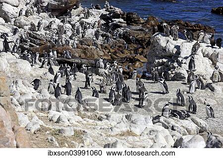"African Penguins (Spheniscus demersus), colony, Betty's Bay, Western Cape, South Africa, Africa" View Large Photo Image Stock Image - "African Penguins (Spheniscus demersus), colony, Betty's Bay, Western Cape, South Africa, Africa". Fotosearch