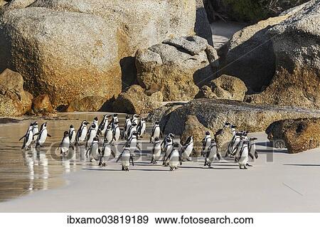 "African Penguins (Spheniscus demersus), many coming back from the sea, sand beach, Boulders Beach, Western Cape, South Africa, Africa" View Large Photo Image Stock Photo - "African Penguins (Spheniscus demersus), many coming back from the sea, sand beach, Boulders Beach, Western Cape, South Africa, Africa". Fotosearch