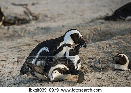 "African Penguins (Spheniscus demersus), copulating, Boulders Beach, Simon's Town, Western Cape, South Africa, Africa" View Large Photo Image Stock Photo - "African Penguins (Spheniscus demersus), copulating, Boulders Beach, Simon's Town, Western Cape, South Africa, Africa". Fotosearch