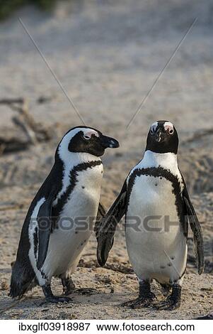 Stock Photo - "African Penguins (Spheniscus demersus), Boulders Beach, Simon's Town, Western Cape, South Africa, Africa". Fotosearch