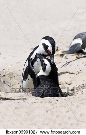 "African Penguins (Spheniscus demersus), pair at nest hole, Boulders Beach, Simon's Town, Western Cape, South Africa, Africa" View Large Photo Image Stock Photo - "African Penguins (Spheniscus demersus), pair at nest hole, Boulders Beach, Simon's Town, Western Cape, South Africa, Africa". Fotosearch