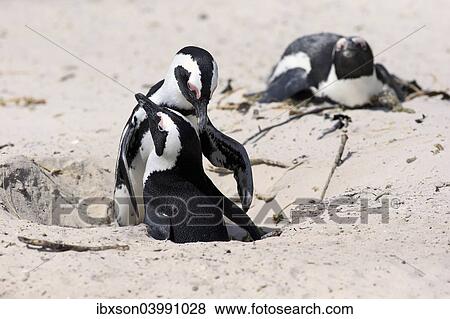 "African Penguins (Spheniscus demersus), pair at nest hole, Boulders Beach, Simon's Town, Western Cape, South Africa, Africa" View Large Photo Image Stock Photo - "African Penguins (Spheniscus demersus), pair at nest hole, Boulders Beach, Simon's Town, Western Cape, South Africa, Africa". Fotosearch