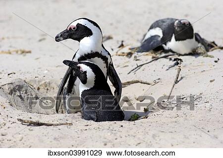 "African Penguins (Spheniscus demersus), pair at nest hole, Boulders Beach, Simon's Town, Western Cape, South Africa, Africa" View Large Photo Image Stock Photo - "African Penguins (Spheniscus demersus), pair at nest hole, Boulders Beach, Simon's Town, Western Cape, South Africa, Africa". Fotosearch
