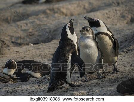 "African Penguins (Spheniscus demersus), couple with molting chick, Boulders Beach, Simon's Town, Western Cape, South Africa, Africa" View Large Photo Image Stock Photography - "African Penguins (Spheniscus demersus), couple with molting chick, Boulders Beach, Simon's Town, Western Cape, South Africa, Africa". Fotosearch