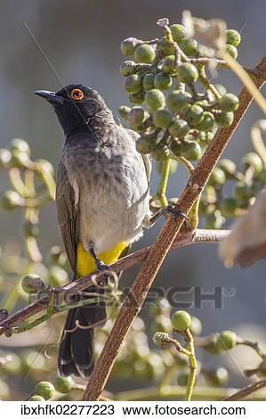 "African red-eyed bulbul (Pycnonotus nigricans), Etosha National Park, Namibia, Africa" View Large Photo Image Stock Image - "African red-eyed bulbul (Pycnonotus nigricans), Etosha National Park, Namibia, Africa". Fotosearch