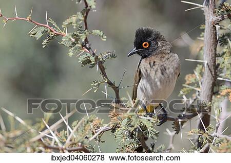 "African Red-eyed Bulbul (Pycnonotus nigricans), on a branch, Kgalagadi Transfrontier Park, Northern Cape, South Africa, Africa" View Large Photo Image Stock Photo - "African Red-eyed Bulbul (Pycnonotus nigricans), on a branch, Kgalagadi Transfrontier Park, Northern Cape, South Africa, Africa". Fotosearch