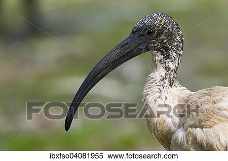 "African sacred ibis (Threskiornis aethiopicus), native to Africa, captive, Thuringia, Germany, Europe" View Large Photo Image Stock Photography - "African sacred ibis (Threskiornis aethiopicus), native to Africa, captive, Thuringia, Germany, Europe". Fotosearch