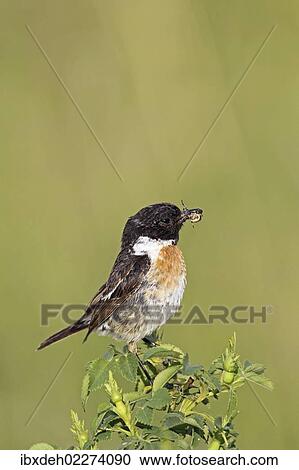 "African stonechat (Saxicola torquata), male with a cross spider, Burgenland, Austria, Europe" View Large Photo Image Stock Image - "African stonechat (Saxicola torquata), male with a cross spider, Burgenland, Austria, Europe". Fotosearch