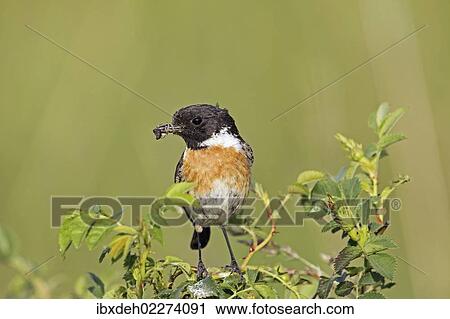"African stonechat (Saxicola torquata), male with a cross spider, Burgenland, Austria, Europe" View Large Photo Image Stock Image - "African stonechat (Saxicola torquata), male with a cross spider, Burgenland, Austria, Europe". Fotosearch