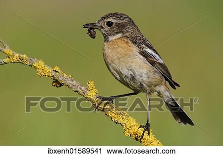 "African Stonechat (Saxicola torquata), female" View Large Photo Image Stock Image - "African Stonechat (Saxicola torquata), female". Fotosearch