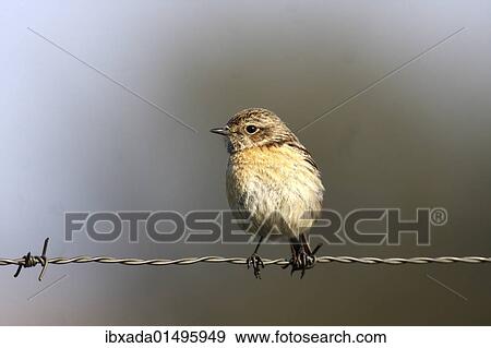 "African Stonechat (Saxicola torquata), female sitting on barbed wire fence, Exdremadura, Spain, Europe" View Large Photo Image Stock Photo - "African Stonechat (Saxicola torquata), female sitting on barbed wire fence, Exdremadura, Spain, Europe". Fotosearch