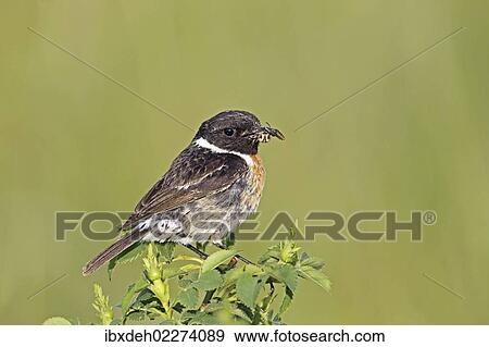 "African stonechat (Saxicola torquata), male with a cross spider, Burgenland, Austria, Europe" View Large Photo Image Stock Photo - "African stonechat (Saxicola torquata), male with a cross spider, Burgenland, Austria, Europe". Fotosearch