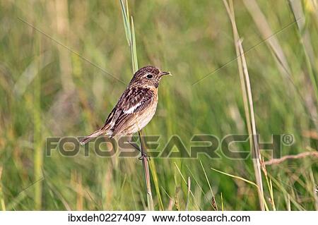 "African stonechat (Saxicola torquata), female in field scenery, Burgenland, Austria, Europe" View Large Photo Image Stock Photo - "African stonechat (Saxicola torquata), female in field scenery, Burgenland, Austria, Europe". Fotosearch