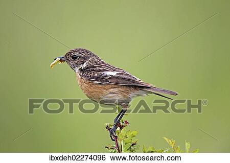 "African stonechat (Saxicola torquata), female with a caterpillar, Burgenland, Austria, Europe" View Large Photo Image Stock Photograph - "African stonechat (Saxicola torquata), female with a caterpillar, Burgenland, Austria, Europe". Fotosearch
