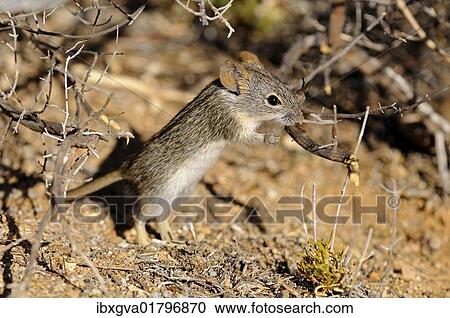Stock Image - "African striped mouse (Rhabdomys pumilio) in its natural habitat, Goegap Nature Reserve, Namaqualand, South Africa, Africa". Fotosearch