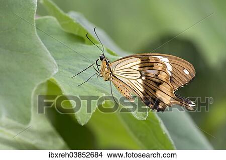 "African Swallowtail (Papilio dardanus), native to Madagascar, butterfly house, Forgaria nel Friuli, Udine province, Italy, Europe" View Large Photo Image Picture - "African Swallowtail (Papilio dardanus), native to Madagascar, butterfly house, Forgaria nel Friuli, Udine province, Italy, Europe". Fotosearch