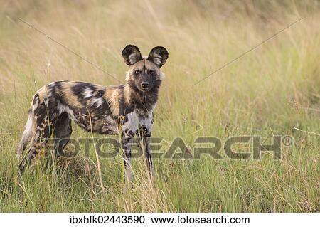 "African Wild Dog (Lyacon pictus), Babwata National Park, Caprivi Strip, Namibia, Africa" View Large Photo Image Stock Image - "African Wild Dog (Lyacon pictus), Babwata National Park, Caprivi Strip, Namibia, Africa". Fotosearch