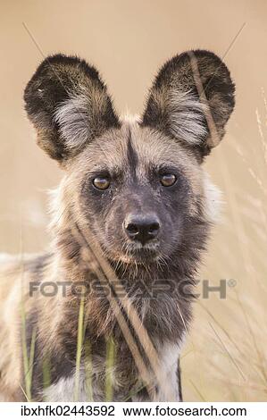 Stock Image - "African Wild Dog (Lyacon pictus), Babwata National Park, Caprivi Strip, Namibia, Africa". Fotosearch