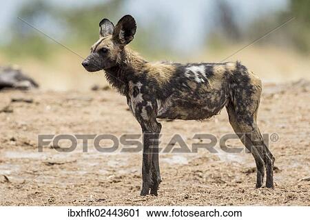 Stock Image - "African Wild Dog (Lyacon pictus), Khaudum National Park, Namibia, Africa". Fotosearch