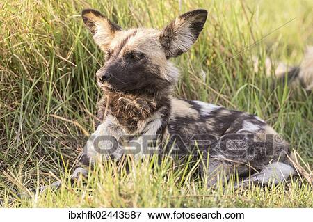 Stock Photo - "African Wild Dog (Lyacon pictus), Babwata National Park, Caprivi Strip, Namibia, Africa". Fotosearch