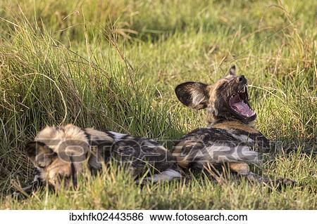"African Wild Dogs (Lyacon pictus), Babwata National Park, Caprivi Strip, Namibia, Africa" View Large Photo Image Stock Photograph - "African Wild Dogs (Lyacon pictus), Babwata National Park, Caprivi Strip, Namibia, Africa". Fotosearch