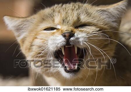 "African Wildcat (Felis silvestris lybica), snarling, Libya, North Africa, Africa" View Large Photo Image Stock Photography - "African Wildcat (Felis silvestris lybica), snarling, Libya, North Africa, Africa". Fotosearch