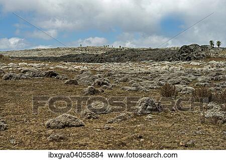 "Afroalpine plateau with cushions of Cape Gold (Helichrysum splendidum), Sanetti Plateau, Bale Mountains, Oromia Region, Ethiopia, Africa" View Large Photo Image Picture - "Afroalpine plateau with cushions of Cape Gold (Helichrysum splendidum), Sanetti Plateau, Bale Mountains, Oromia Region, Ethiopia, Africa". Fotosearch