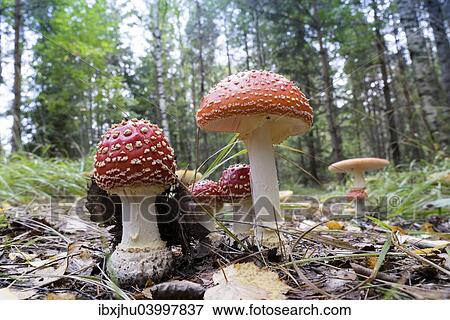 "Agaric Mushrooms (Amanita muscaria), Glaskogen nature reserve, Sweden, Europe" View Large Photo Image Stock Photo - "Agaric Mushrooms (Amanita muscaria), Glaskogen nature reserve, Sweden, Europe". Fotosearch