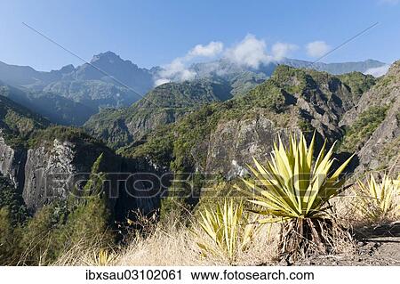 "Agave (Agave) along the Sentier de la Chapelle route, Cilaos, La Reunion, Reunion, France, Africa" View Large Photo Image Stock Image - "Agave (Agave) along the Sentier de la Chapelle route, Cilaos, La Reunion, Reunion, France, Africa". Fotosearch