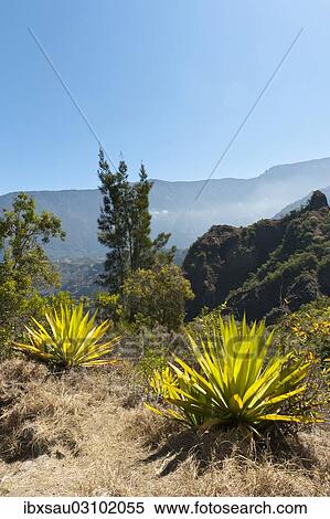 "Agave (Agave) along the Sentier de la Chapelle route, Cilaos, La Reunion, Reunion, France, Africa" View Large Photo Image Stock Photography - "Agave (Agave) along the Sentier de la Chapelle route, Cilaos, La Reunion, Reunion, France, Africa". Fotosearch