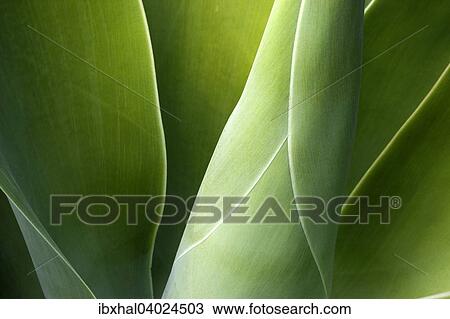 "Agave (Agave attenuata), La Palma, Canary Islands, Spain, Europe" View Large Photo Image Stock Image - "Agave (Agave attenuata), La Palma, Canary Islands, Spain, Europe". Fotosearch