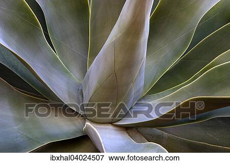 "Agave (Agave attenuata), La Palma, Canary Islands, Spain, Europe" View Large Photo Image Stock Photo - "Agave (Agave attenuata), La Palma, Canary Islands, Spain, Europe". Fotosearch