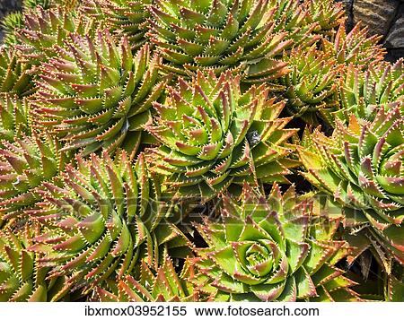 "Agave (Agave sp. ), La Palma, Canary Islands, Spain, Europe" View Large Photo Image Stock Photography - "Agave (Agave sp. ), La Palma, Canary Islands, Spain, Europe". Fotosearch