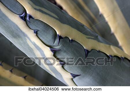 "Agave (Agave), spines, detail, La Palma, Canary Islands, Spain, Europe" View Large Photo Image Stock Photograph - "Agave (Agave), spines, detail, La Palma, Canary Islands, Spain, Europe". Fotosearch