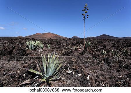 "Agaves (Agave) in the lava field near Mancha Blanca, Lanzarote, Canary Islands, Spain, Europe" View Large Photo Image Stock Photo - "Agaves (Agave) in the lava field near Mancha Blanca, Lanzarote, Canary Islands, Spain, Europe". Fotosearch