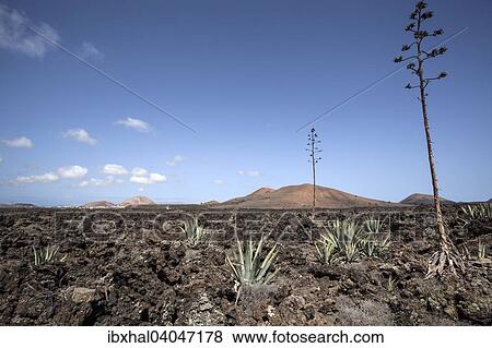 "Agaves (Agave) in the lava field near Mancha Blanca, Lanzarote, Canary Islands, Spain, Europe" View Large Photo Image Stock Photo - "Agaves (Agave) in the lava field near Mancha Blanca, Lanzarote, Canary Islands, Spain, Europe". Fotosearch