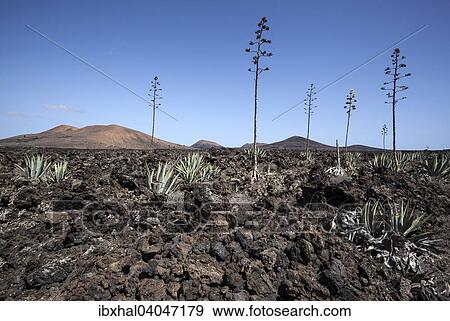 "Agaves (Agave) in the lava field near Mancha Blanca, Lanzarote, Canary Islands, Spain, Europe" View Large Photo Image Stock Photo - "Agaves (Agave) in the lava field near Mancha Blanca, Lanzarote, Canary Islands, Spain, Europe". Fotosearch