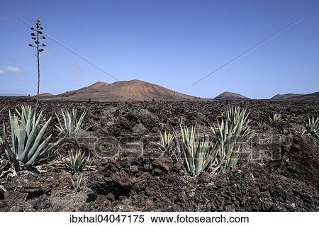 "Agaves (Agave) in the lava field near Mancha Blanca, Lanzarote, Canary Islands, Spain, Europe" View Large Photo Image Stock Photography - "Agaves (Agave) in the lava field near Mancha Blanca, Lanzarote, Canary Islands, Spain, Europe". Fotosearch