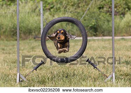 "Agility, tires, Cocker Spaniel, dog sport" View Large Photo Image Stock Photo - "Agility, tires, Cocker Spaniel, dog sport". Fotosearch