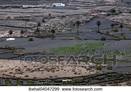 "Agricultural fields on lava ash near Haria, Lanzarote, Canary Islands, Spain, Europe" View Large Photo Image Stock Photo - "Agricultural fields on lava ash near Haria, Lanzarote, Canary Islands, Spain, Europe". Fotosearch