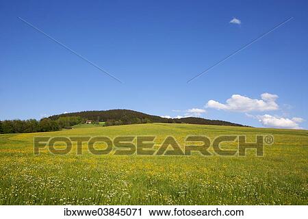 "Agricultural landscape with a flower meadow, Mondsee region, Upper Austria, Austria, Europe" View Large Photo Image Stock Image - "Agricultural landscape with a flower meadow, Mondsee region, Upper Austria, Austria, Europe". Fotosearch