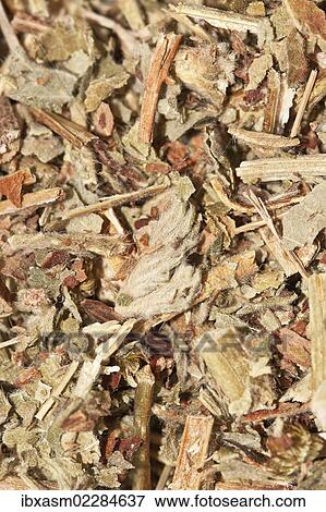 "Agrimony tea, organic tea" View Large Photo Image Stock Photo - "Agrimony tea, organic tea". Fotosearch