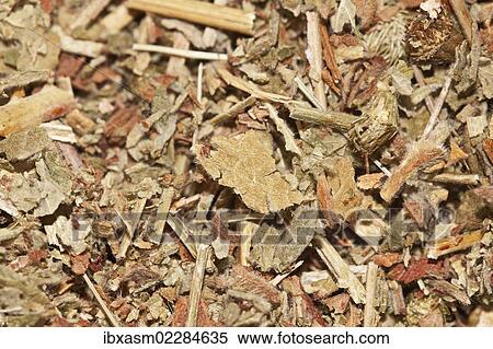 "Agrimony tea, organic tea" View Large Photo Image Stock Photography - "Agrimony tea, organic tea". Fotosearch