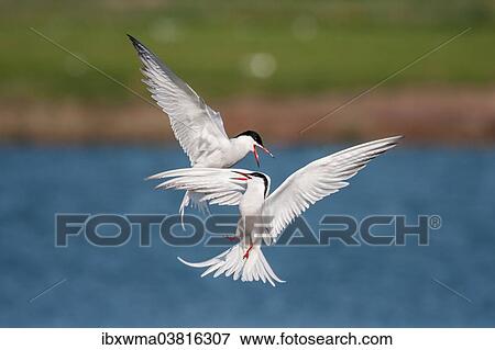 Stock Photo - "Air fight between two Sandwich Terns (Sterna sandvicensis), Texel, The Netherlands, Europe". Fotosearch