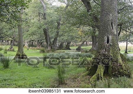 "Alder carr (Alnus glutinosa), Jaegersborg, Copenhagen, Denmark, Europe" View Large Photo Image Stock Image - "Alder carr (Alnus glutinosa), Jaegersborg, Copenhagen, Denmark, Europe". Fotosearch