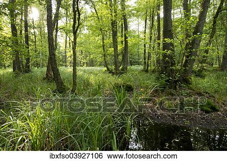 "Alder carr, Black Alder (Alnus glutinosa), NSG Barnbruch, Lower Saxony, Germany, Europe" View Large Photo Image Stock Photograph - "Alder carr, Black Alder (Alnus glutinosa), NSG Barnbruch, Lower Saxony, Germany, Europe". Fotosearch
